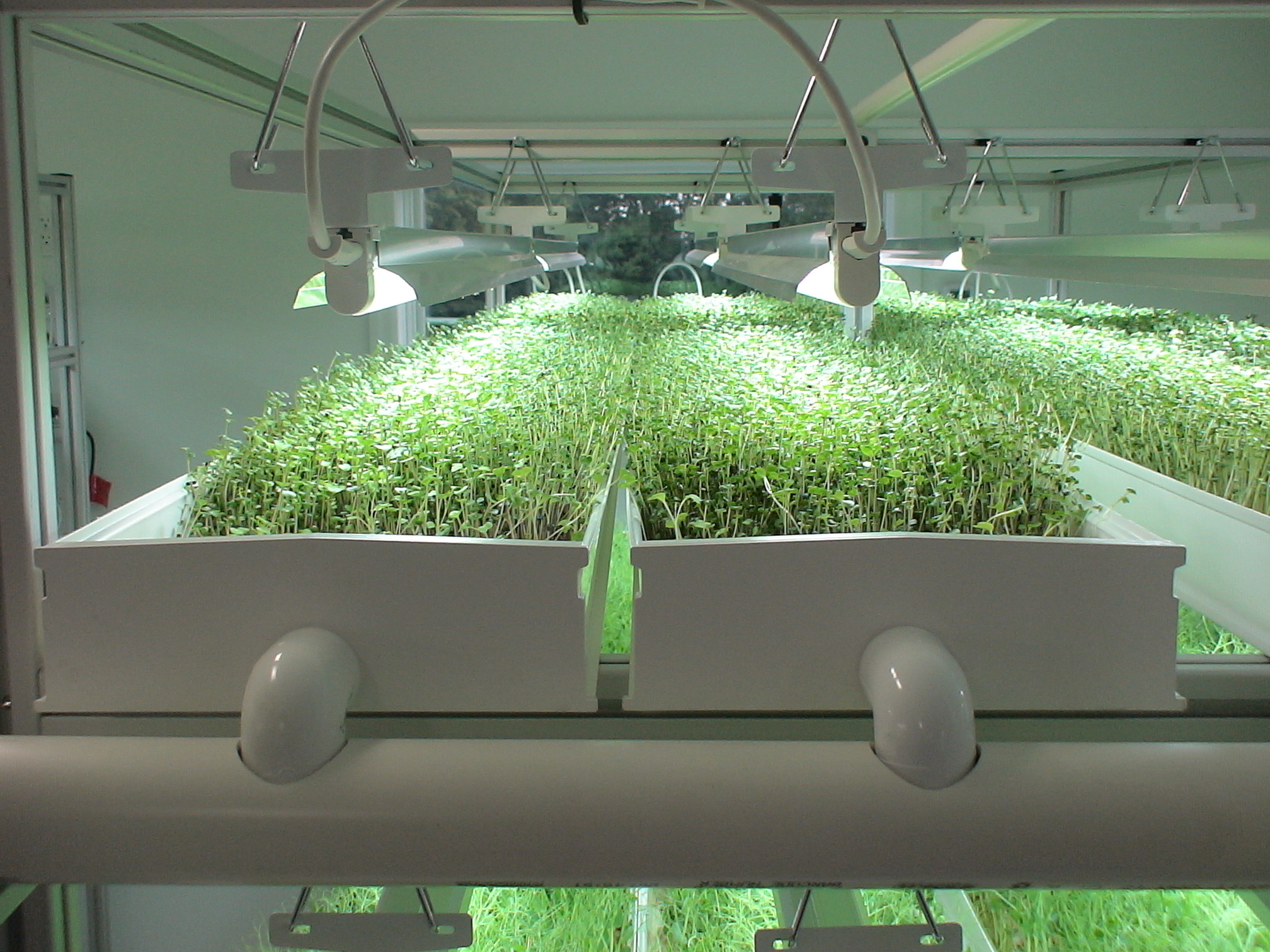 Growing microgreens in an NFT hydroponic system | Growers Supply