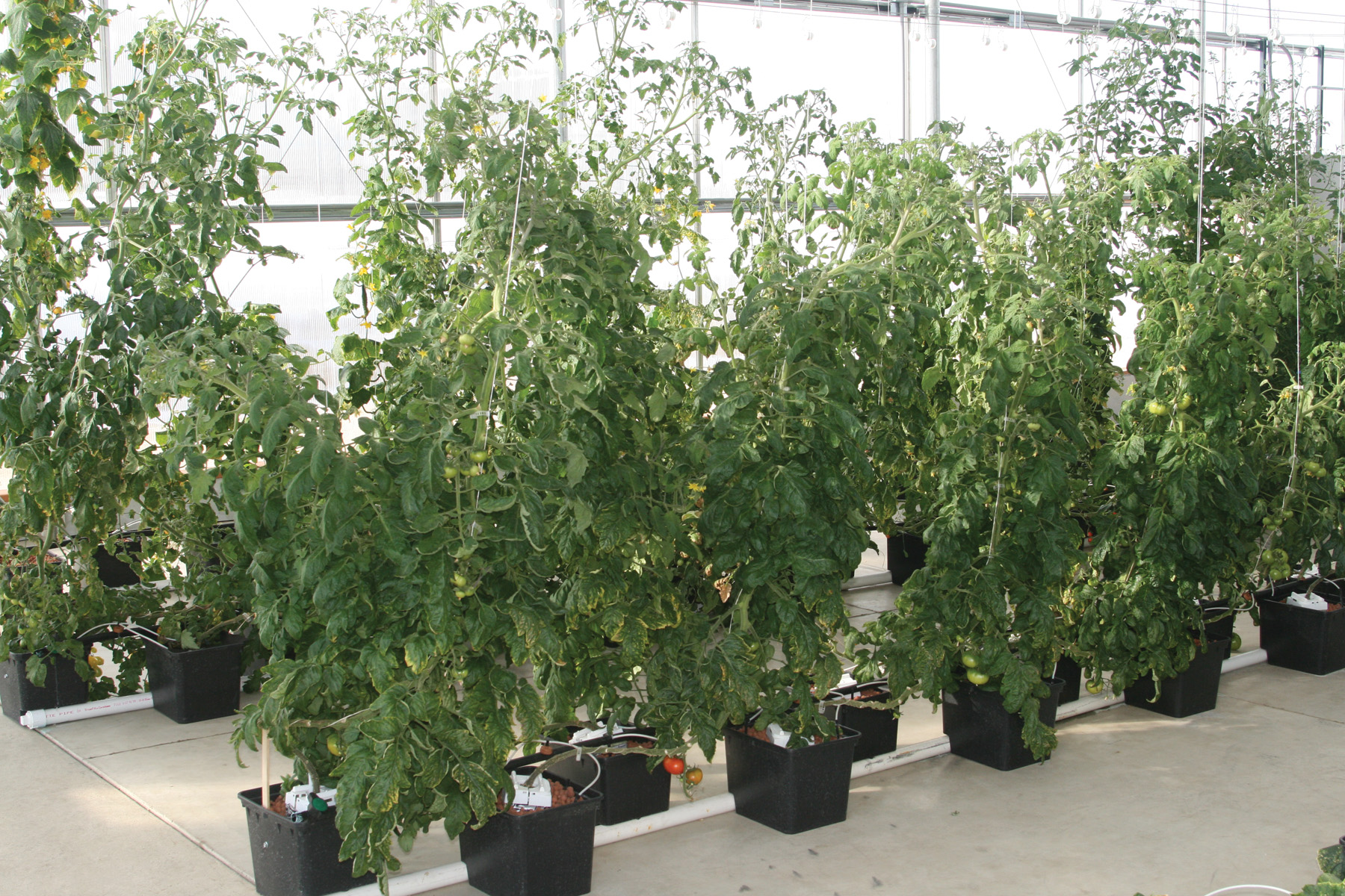 Hydroponic tomato dutch bucket system | Growers Supply