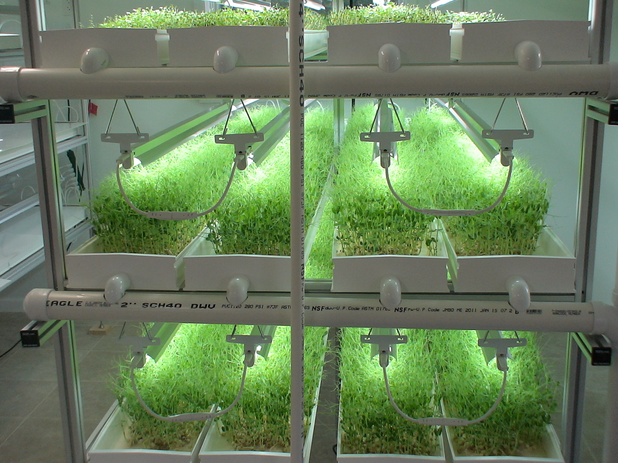 Microgreens in NFT hydroponic system | Growers Supply
