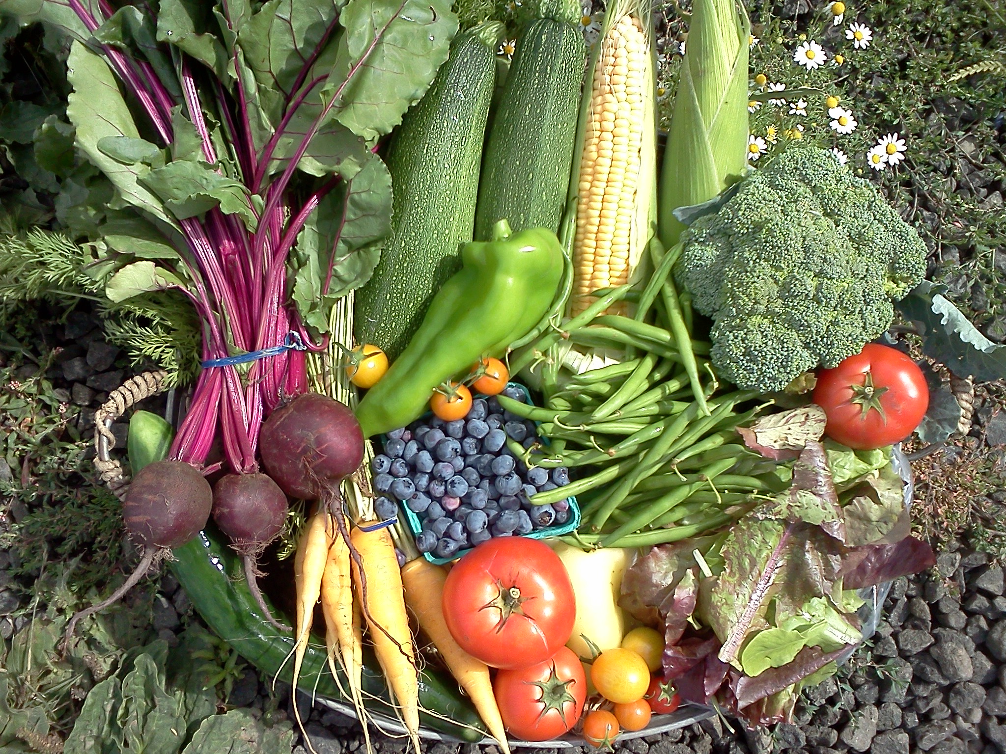 Есть и овощ в огороде. Овощи. Овощи в саду. Овощные растения. Овощи и фрукты с огорода.