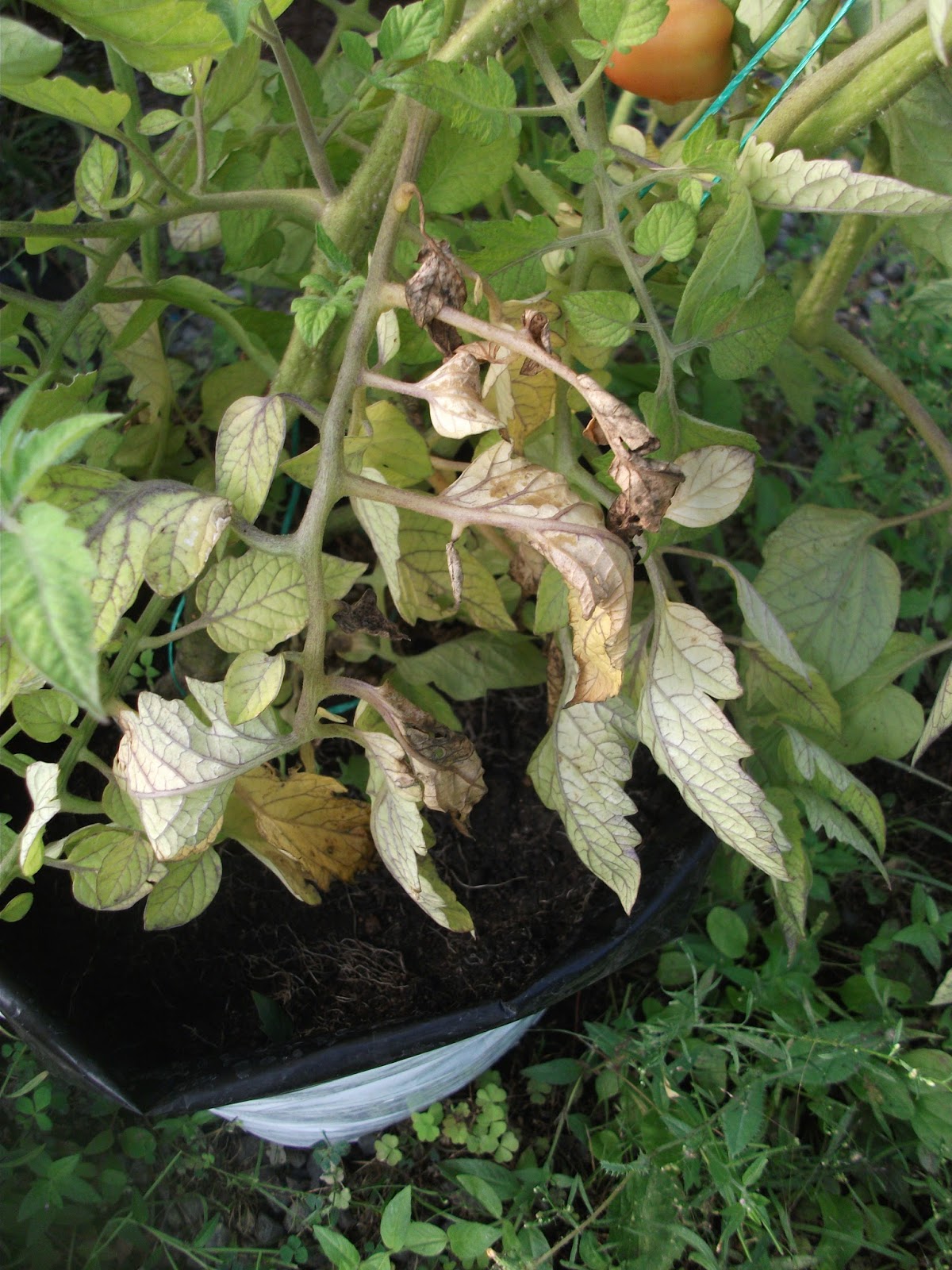 wilt disease on plants